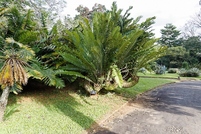 Kandy-Botanical garden-018